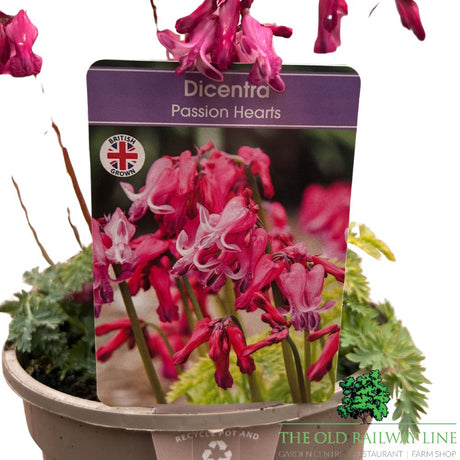 Dicentra 'Passion Hearts' Plant- 2Ltr Pot