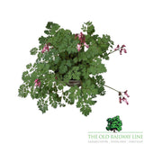 Dicentra 'Pink Diamonds' Plant - 2Ltr Pot