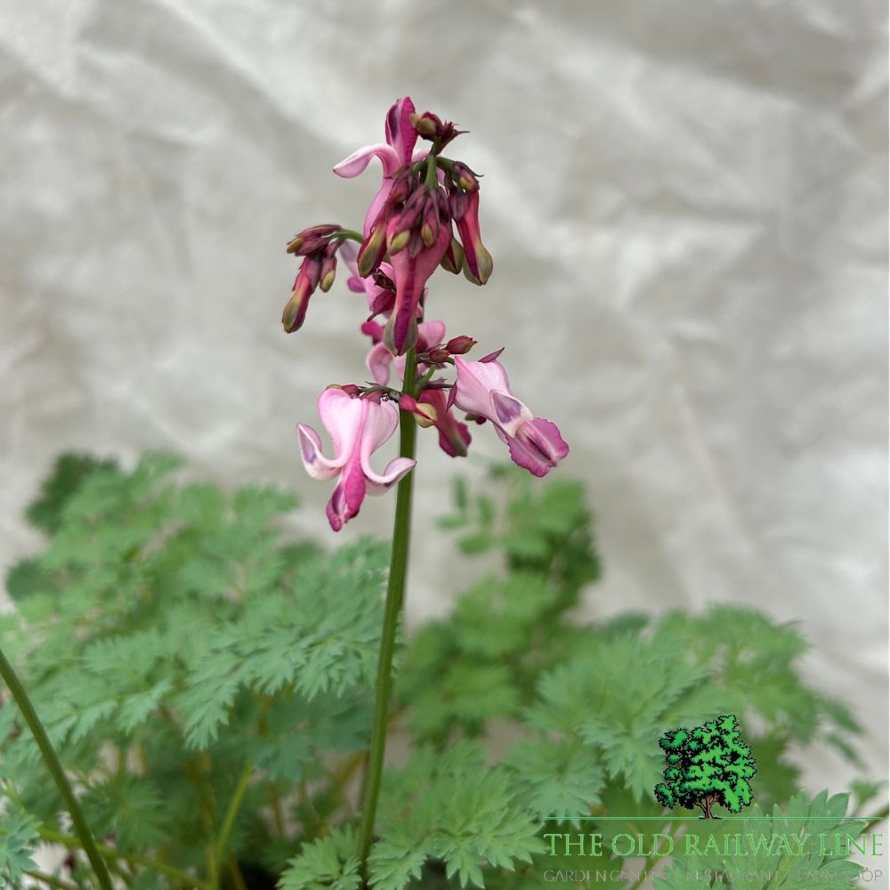 Dicentra 'Pink Diamonds' Plant - 2Ltr Pot