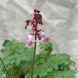 Dicentra 'Pink Diamonds' Plant - 2Ltr Pot