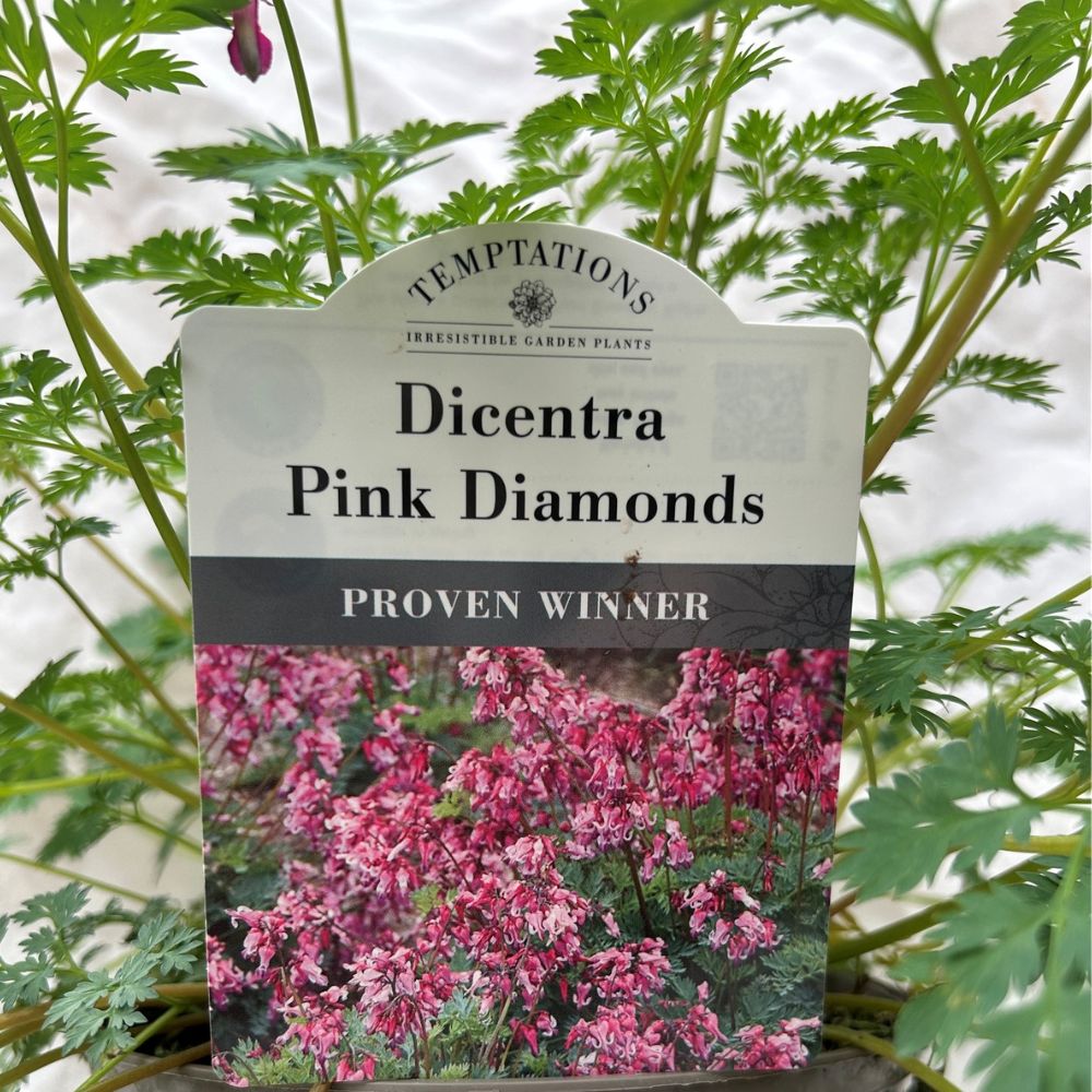 Dicentra 'Pink Diamonds' Plant - 2Ltr Pot