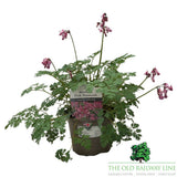 Dicentra 'Pink Diamonds' Plant - 2Ltr Pot