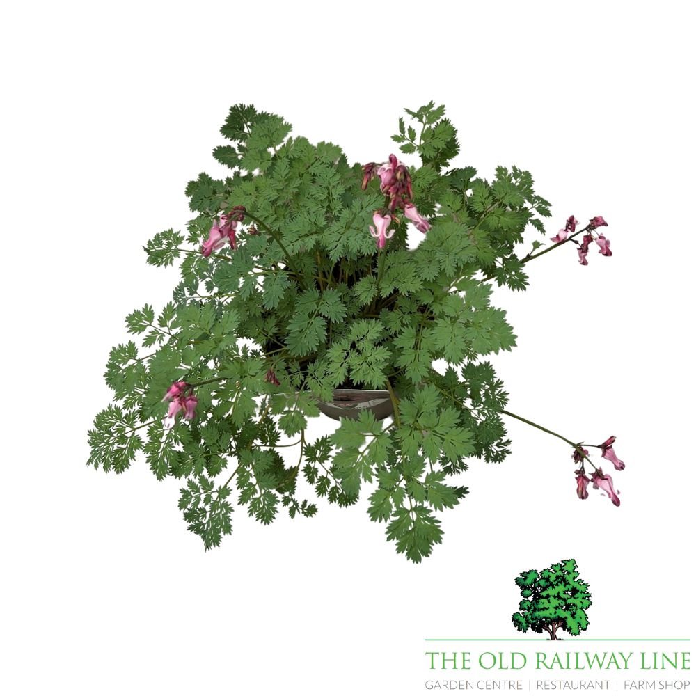 Dicentra 'Pink Diamonds' Plant - 2Ltr Pot - Old Railway Line Garden Centre