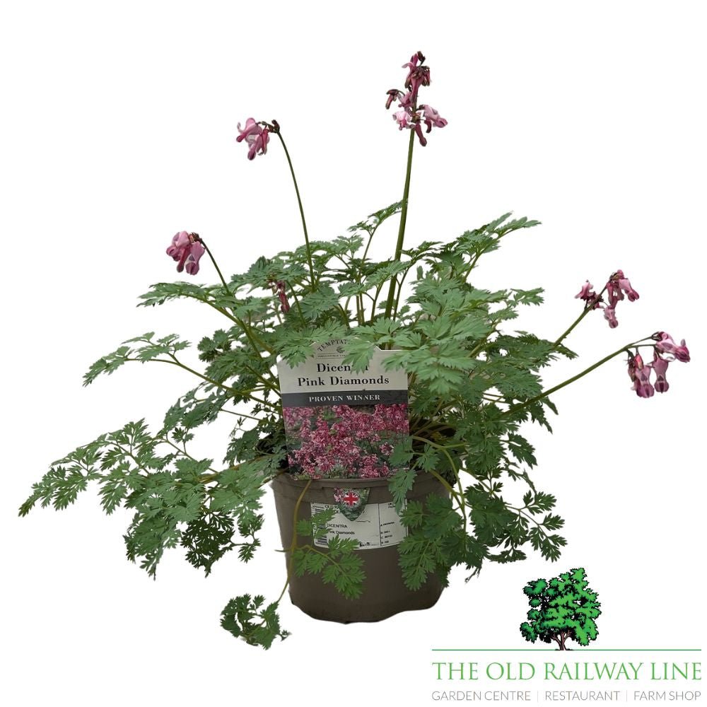 Dicentra 'Pink Diamonds' Plant - 2Ltr Pot - Old Railway Line Garden Centre
