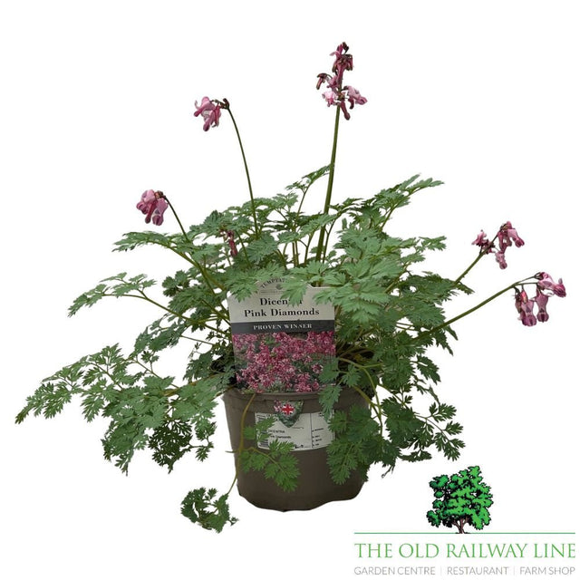 Dicentra 'Pink Diamonds' Plant - 2Ltr Pot - Old Railway Line Garden Centre