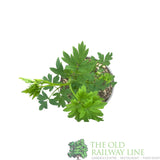 Dicentra spectabilis 'Alba' Plant 3Ltr Pot - Old Railway Line Garden Centre