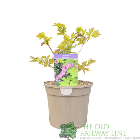 Dicentra spectabilis 'Yellow Leaf' Plant 3Ltr Pot - Old Railway Line Garden Centre