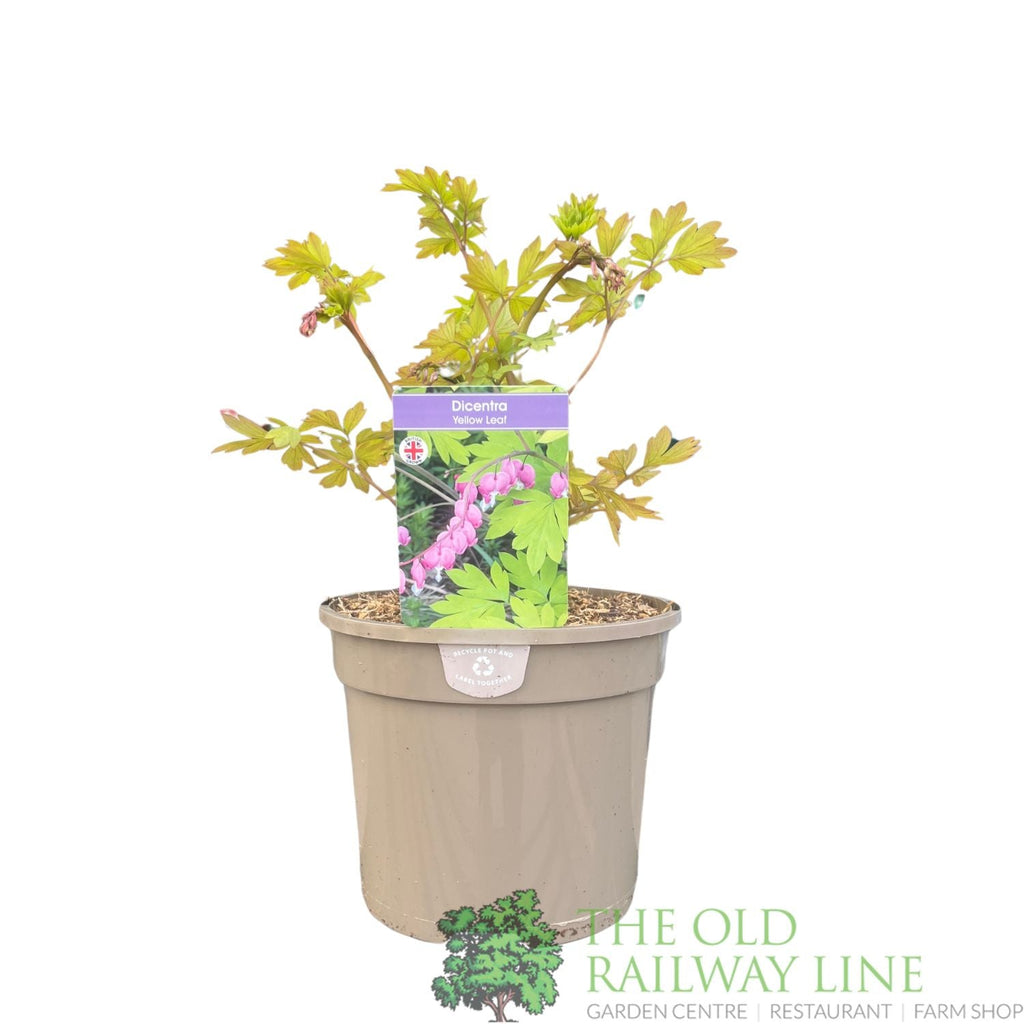 Dicentra spectabilis 'Yellow Leaf' Plant 3Ltr Pot - Old Railway Line Garden Centre