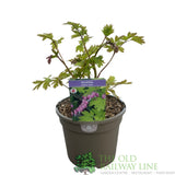 Dicentra spectabilis 'Yellow Leaf' Plant 3Ltr Pot - Old Railway Line Garden Centre