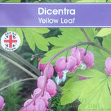Dicentra spectabilis 'Yellow Leaf' Plant 3Ltr Pot - Old Railway Line Garden Centre