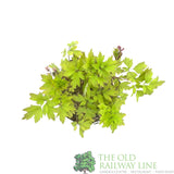 Dicentra spectabilis 'Yellow Leaf' Plant 3Ltr Pot - Old Railway Line Garden Centre