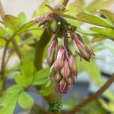 Dicentra spectabilis 'Yellow Leaf' Plant 3Ltr Pot - Old Railway Line Garden Centre