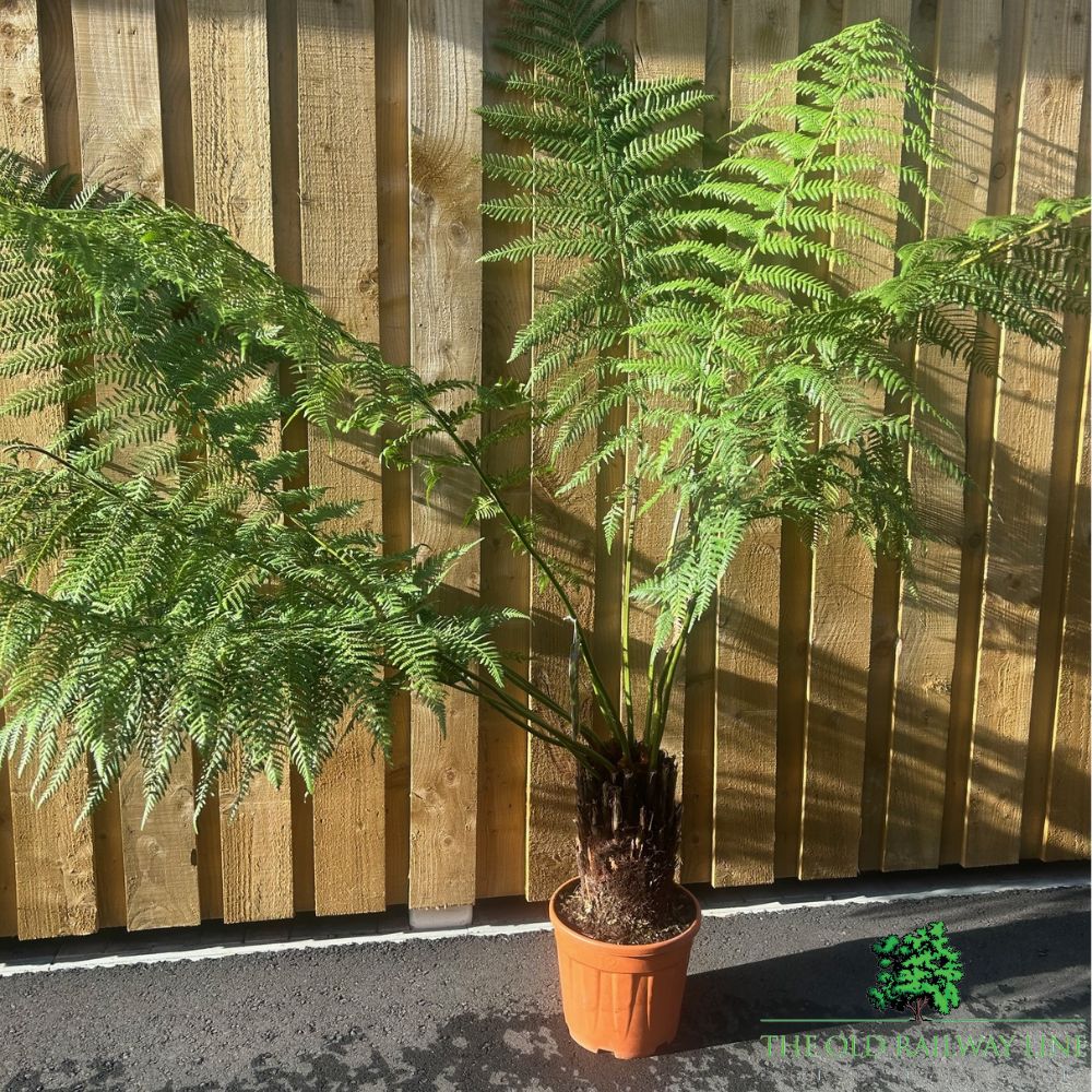 Dicksonia Antartica Tree Fern Plant - 10Ltr Pot