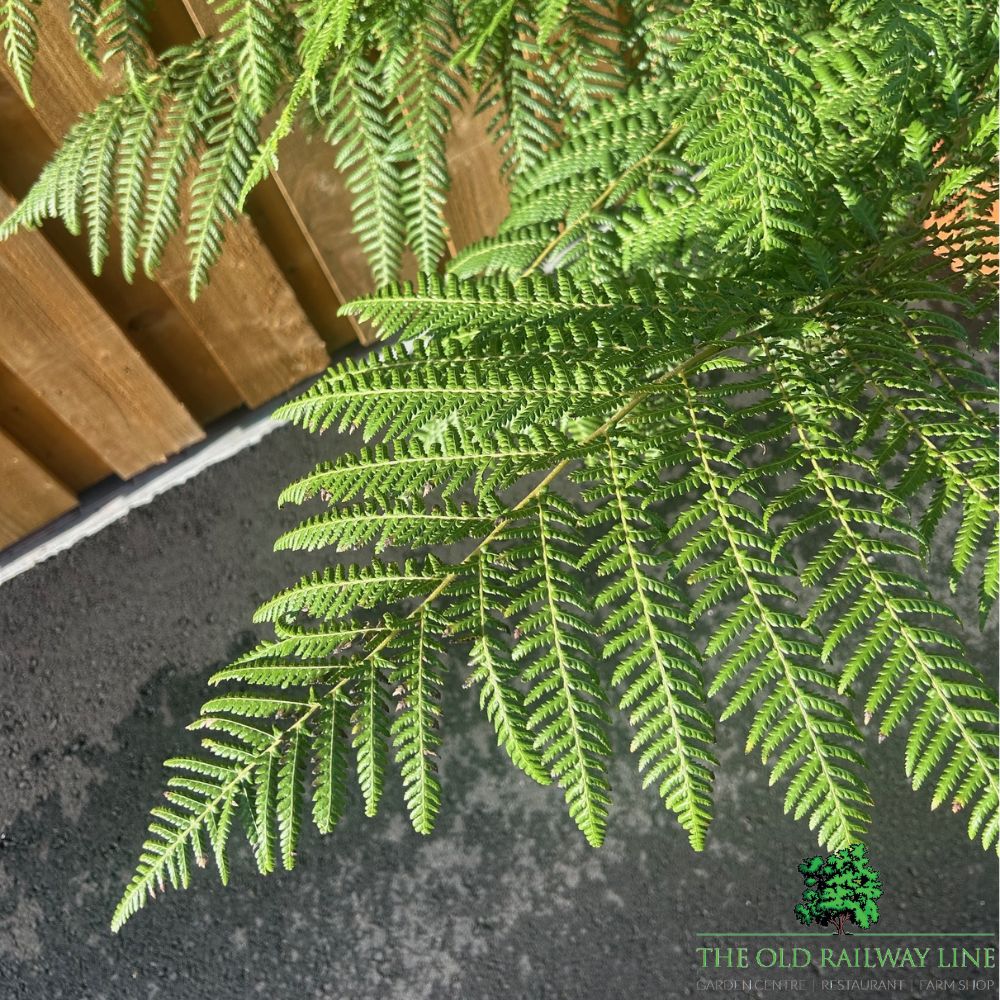 Dicksonia Antartica Tree Fern Plant - 10Ltr Pot