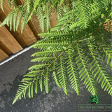 Dicksonia Antartica Tree Fern Plant - 10Ltr Pot