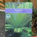 Dicksonia Antartica Tree Fern Plant - 10Ltr Pot