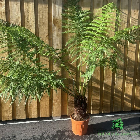 Dicksonia Antartica Tree Fern Plant - 10Ltr Pot - Old Railway Line Garden Centre