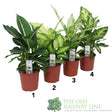 Dieffenbachia Purify 'Luxe Mixed' 17cm Pot (Choice of 4) - Old Railway Line Garden Centre