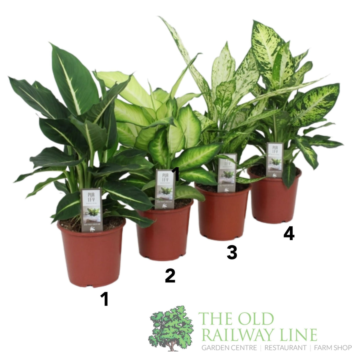 Dieffenbachia Purify 'Luxe Mixed' 17cm Pot (Choice of 4) - Old Railway Line Garden Centre