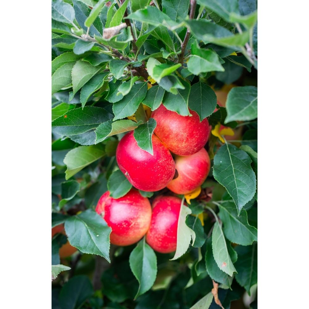 Frank P Matthews 'Discovery' Apple Fruit Tree (MM106 Rootstock) - 12 Ltr Pot