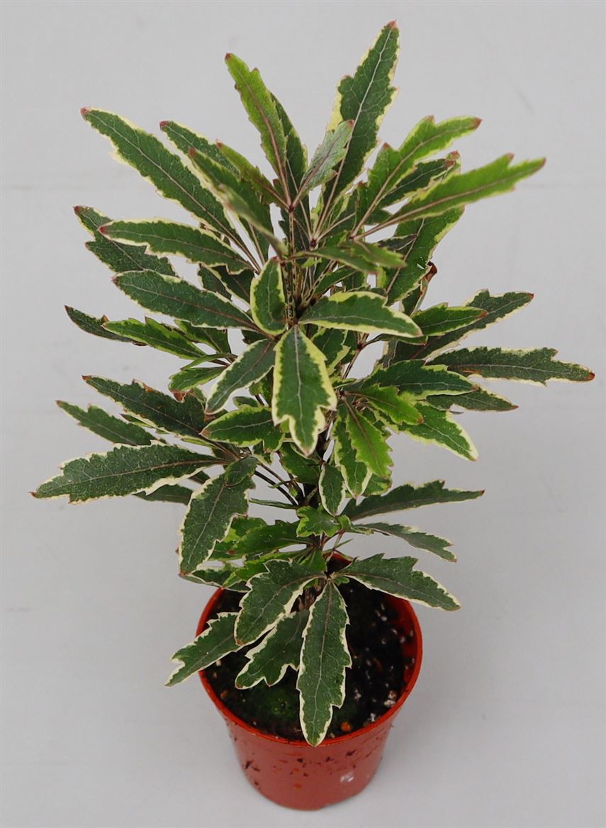 Dizygotheca elegantissima 'Bianca' Mini Houseplant 5.5cm Pot (NL) - Old Railway Line Garden Centre