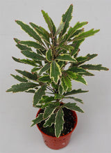 Dizygotheca elegantissima 'Bianca' Mini Houseplant 5.5cm Pot (NL) - Old Railway Line Garden Centre