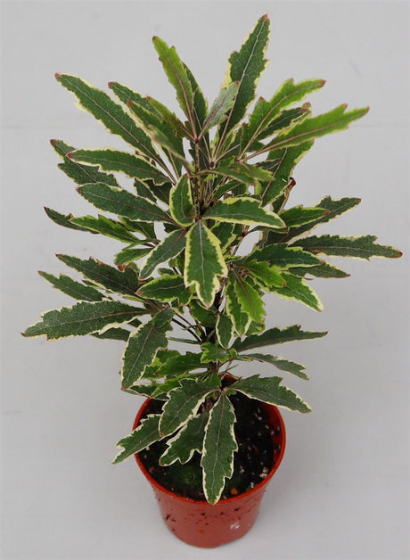 Dizygotheca elegantissima 'Bianca' Mini Houseplant 5.5cm Pot (NL) - Old Railway Line Garden Centre