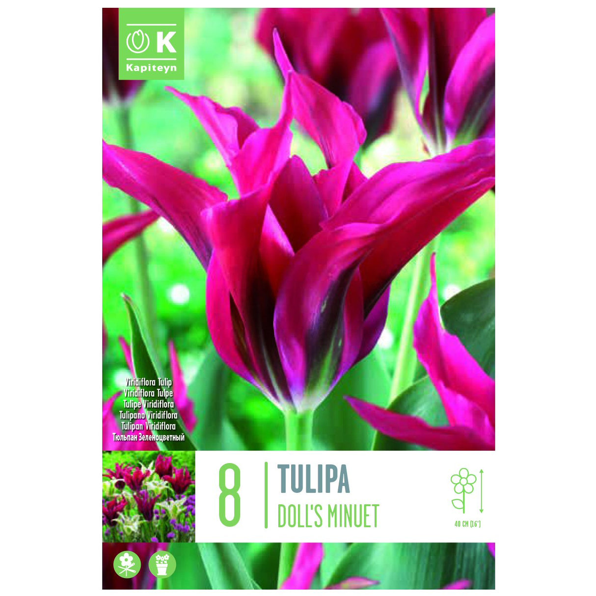 Kapiteyn 8 Doll’s Minuet Viridiflora Tulip Spring Flowering Bulbs