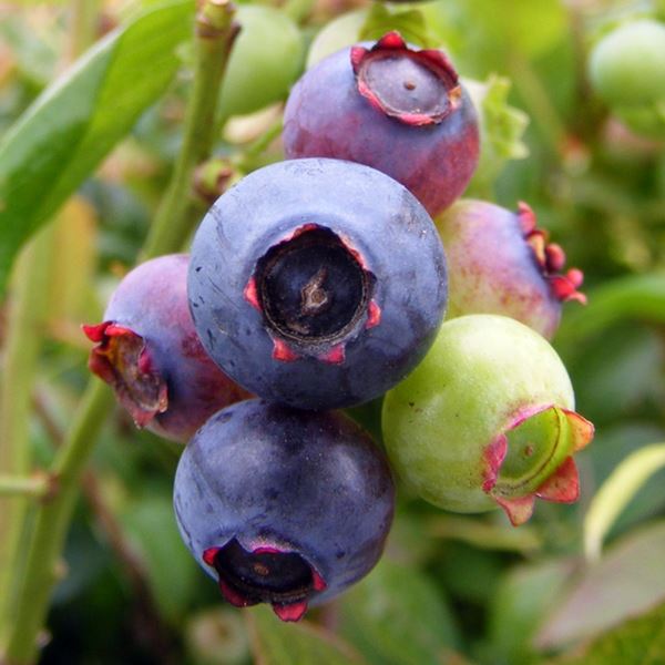 Blueberry 'Brigitta' Fruit Bush 2Ltr Pot