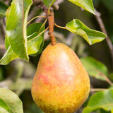 Frank P Matthews Pear Tree 'Onward' Fruit Tree - 12 Ltr Pot