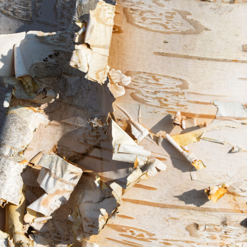 Betula utilis jacquemontii Himalayan Birch Tree 12Ltr Pot