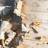 Betula utilis jacquemontii Himalayan Birch Tree 12Ltr Pot