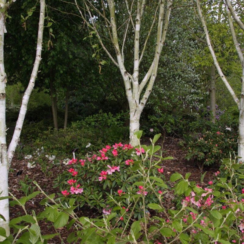 Betula utilis jacquemontii Himalayan Birch Tree 12Ltr Pot