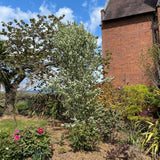 Amelanchier alnifolia ‘Obelisk’ Juneberry Tree 12Ltr Pot