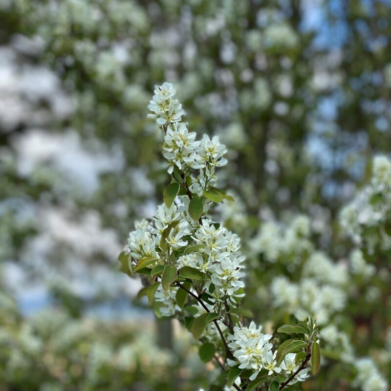 Amelanchier alnifolia ‘Obelisk’ Juneberry Tree 12Ltr Pot