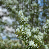 Amelanchier alnifolia ‘Obelisk’ Juneberry Tree 12Ltr Pot