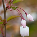 Prunus 'The Bride' Patio Cherry Blossom Tree (Top Worked) 11.5Ltr Pot