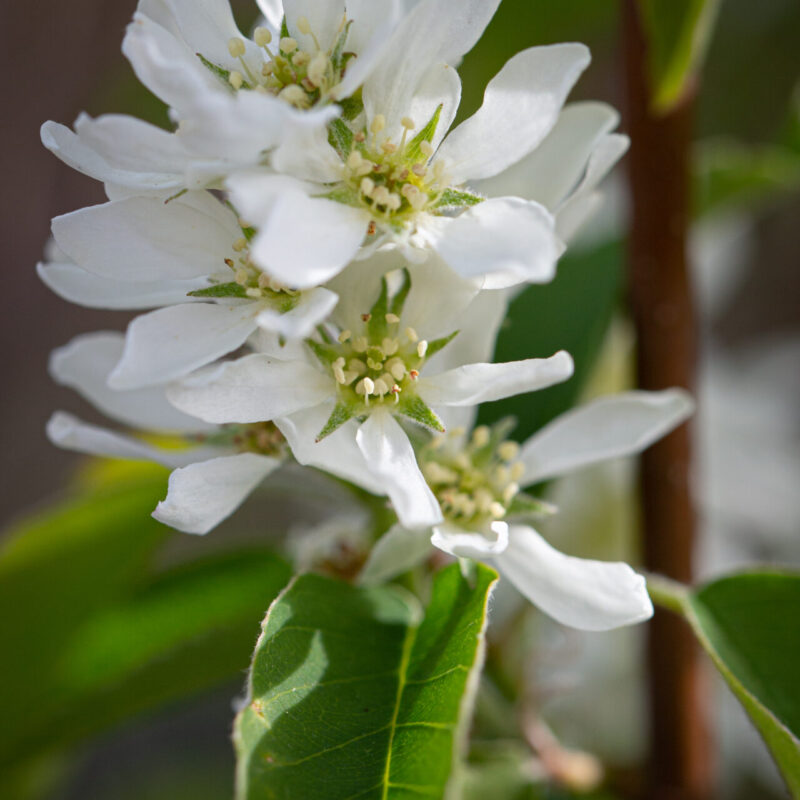 Amelanchier alnifolia ‘Obelisk’ Juneberry Tree 12Ltr Pot