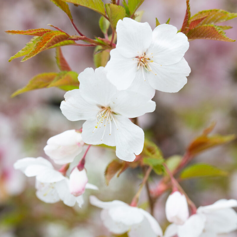 Prunus 'The Bride' Patio Cherry Blossom Tree (Top Worked) 11.5Ltr Pot