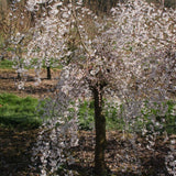 Prunus incisa ‘Pendula’ Weeping Fuji Cherry Tree (Top Worked) 11.5Ltr Pot