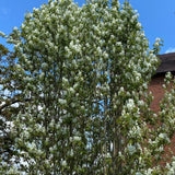 Amelanchier alnifolia ‘Obelisk’ Juneberry Tree 12Ltr Pot