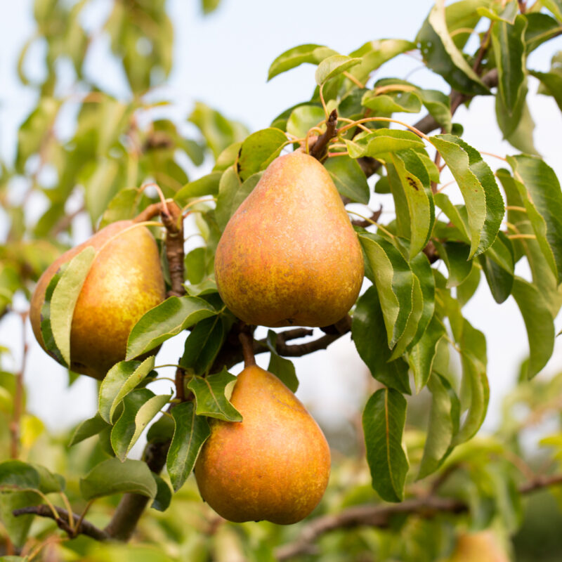 Frank P Matthews Pear Tree 'Onward' Fruit Tree - 12 Ltr Pot