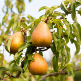 Frank P Matthews Pear Tree 'Onward' Fruit Tree - 12 Ltr Pot