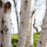 Betula utilis jacquemontii Himalayan Birch Tree 12Ltr Pot