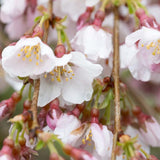 Prunus incisa ‘Pendula’ Weeping Fuji Cherry Tree (Top Worked) 11.5Ltr Pot