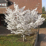 Prunus 'The Bride' Patio Cherry Blossom Tree (Top Worked) 11.5Ltr Pot