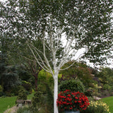 Betula utilis jacquemontii Himalayan Birch Tree 12Ltr Pot