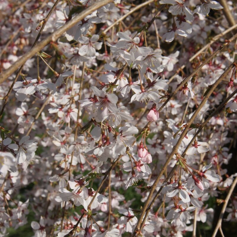 Prunus incisa ‘Pendula’ Weeping Fuji Cherry Tree (Top Worked) 11.5Ltr Pot