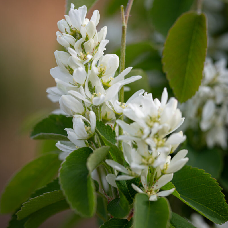 Amelanchier alnifolia ‘Obelisk’ Juneberry Tree 12Ltr Pot