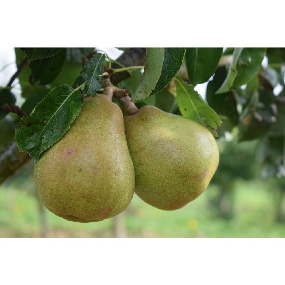 Pear Tree 'Doyenne Du Comice' 12Ltr Pot